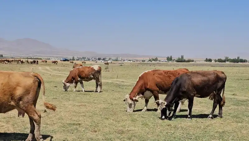 Arin Gölü Kurudu: Su Sıkıntısına Yol Açan Korkutucu Gelişmeler