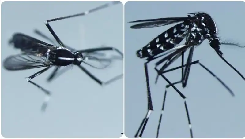 Chikungunya Virüsü Nedir? Belirtileri ve Etkili Ülkeler Hakkında Bilmeniz Gerekenler