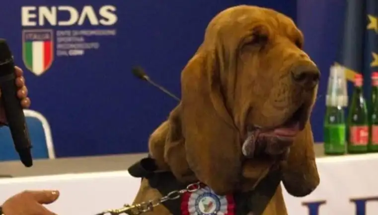 Arama Köpeğine Yargısız İnfaz: Çivili Sosisle Öldürüldü