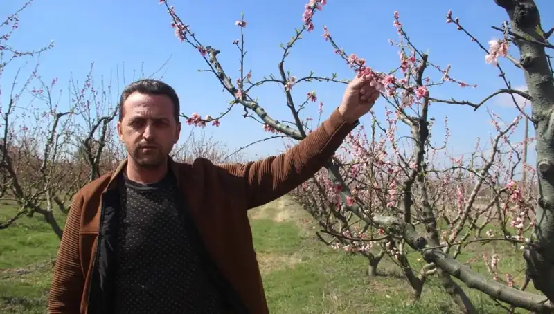 Don Vurması Sonrası Çiçek Açan Ağaçlar Üzerindeki Etkiler
