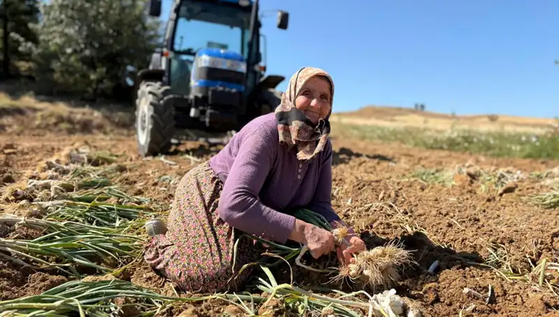 Selenyum Cenneti: Günlük 1200 Liraya Tarladan Toplanan Mucizevi Ürün