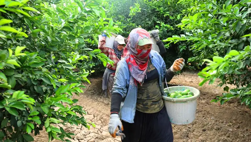 Market Raflarında Şok Fiyat: 150 Lira Sınırı Aşıldı, Yeni Hasat Umut Vadediyor!