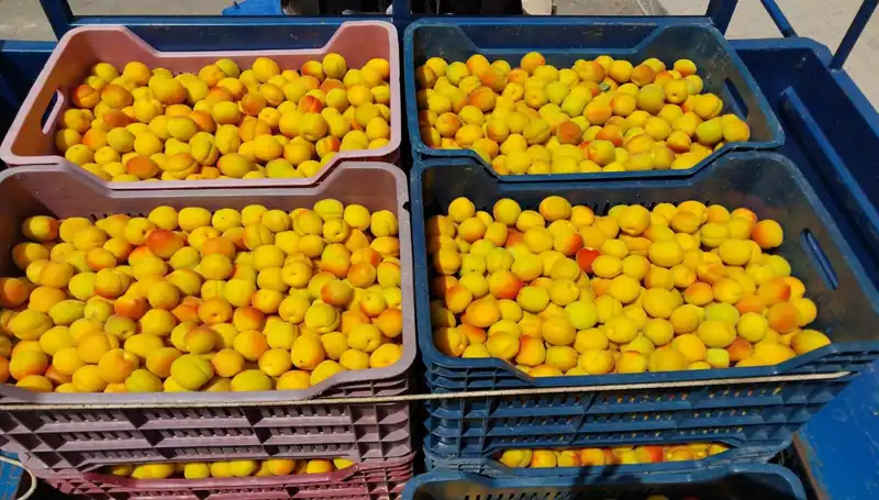 İlk Hasat Sevinci: Çiftçiler 500 TL ile Yeni Bir Başlangıç Yapıyor
