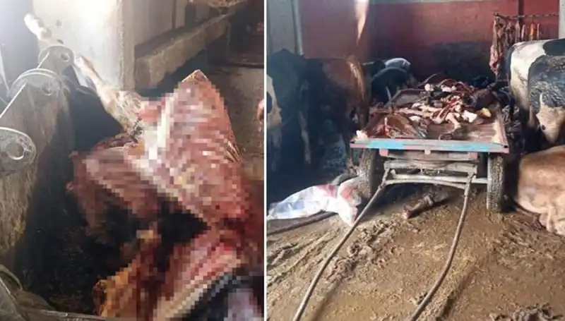 Adana'da Şok! 2,5 Ton At Eti ve 4 Kurtarılan At