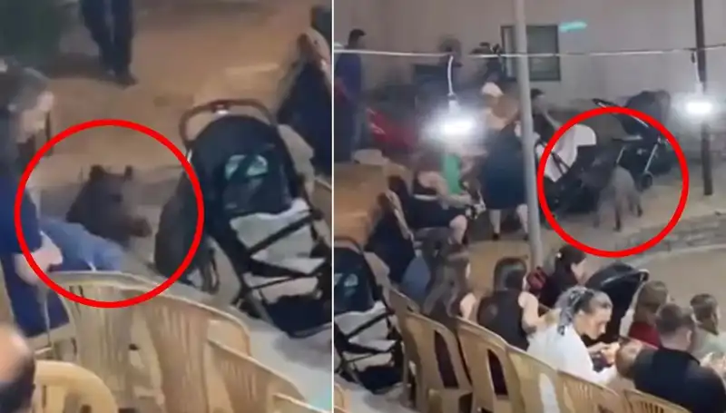 Hayat Dolu Düğününe Yaban Domuzu Musallat Oldu, Konuklar Şaşkınlık İçinde Kaldı!