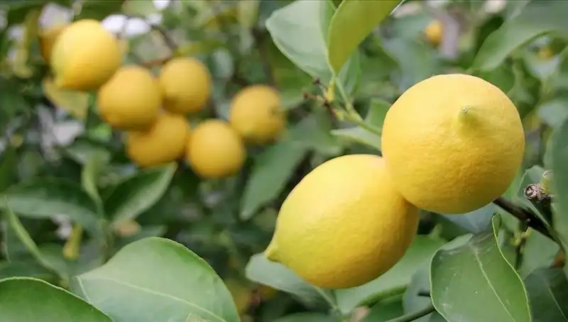 Limon Fiyatları Uçuşa Geçti: Adedi 24 Lira Oldu!