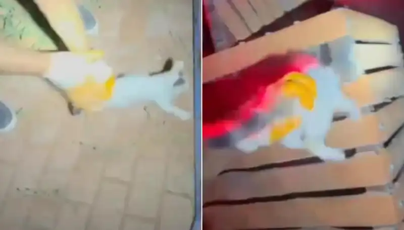 Gece Yarısı İtfaiye Ekiplerinin Kahramanlığı Kedi Kurtarma Operasyonu
