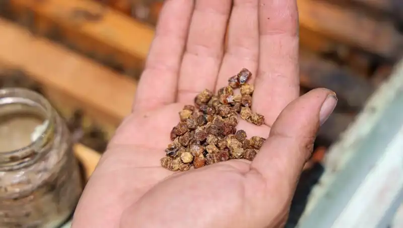 Eskiden Atılan Besin Şimdi 3 Bin TL: Protein Kaynağına Dikkat!