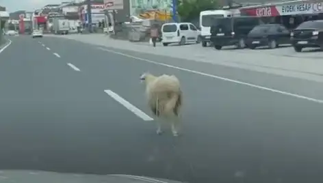 Yalova'da Kaçan Kurbanlık Hayvanlar Trafiği Kilitledi