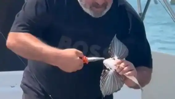 Saros Koyu'nda Nadir Bulunan Kırlangıç Balığı Oltaya Takıldı