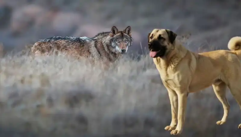 Kurt Popülasyonundaki Artış, Kangal Köpeğine Olan Talebi Nasıl Etkiliyor?