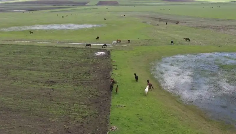 Kars Dağlarında Yılkı Atlarının Büyüleyici Dansı: Doğanın Harikası