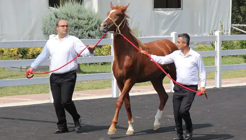 Taşkın Kral Rekorlarla Dolu Unutulmaz Bir Yıla İmza Attı
