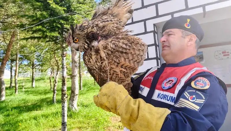 Dikenli Tellere Takılan Puhunun Kurtuluş Hikayesi