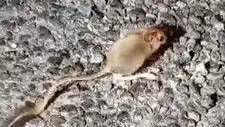Tunceli’de Nadir Görülen Arap Tavşanı Kameralara Takıldı