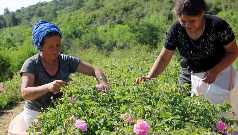 Zirai Don, Tarımı Tehdit Ediyor: Gül Üreticileri Ne Yapacak?