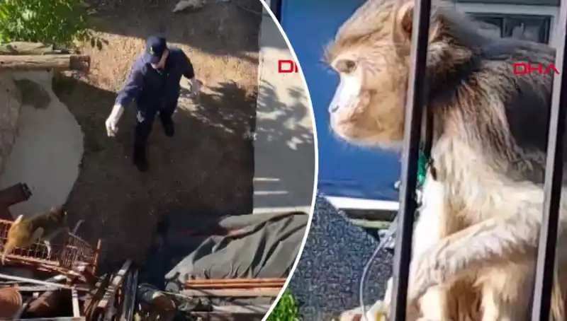 Muğla'da Eğlenceli Maymun Kovalamacası: Mahalleli Peşinde!