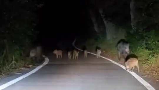 Elazığ'da Domuz Sürüsü Yolda Tur Attı, Sürücüler Şaşkına Döndü!