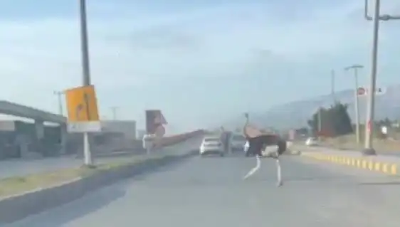 Trafikte Deve Kuşu Görüntüsü Sosyal Medyayı Salladı: O Anlar Kameralara Yansıdı